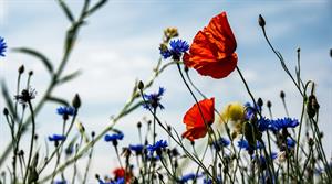 Wildflowers